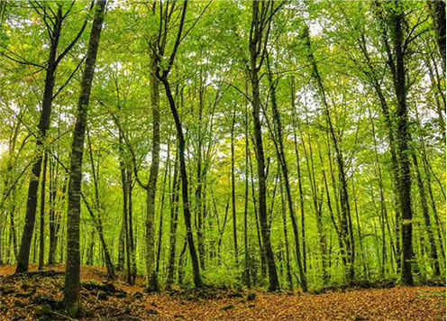 Finca la Coromina